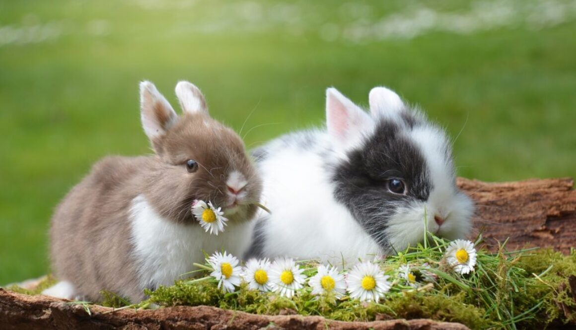 rabbits-2174679_1920